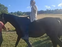 घोड़ा, Dutch warmblood horse — फ़ोटो 6