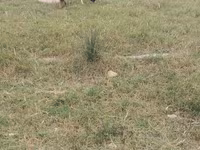 Cabras (lote, sexo no especificado), Cabras — foto 7