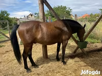 حصان, Lipizzaner — الصورة 7