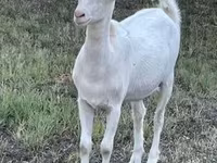 母山羊, Saanen goat — 照片 2