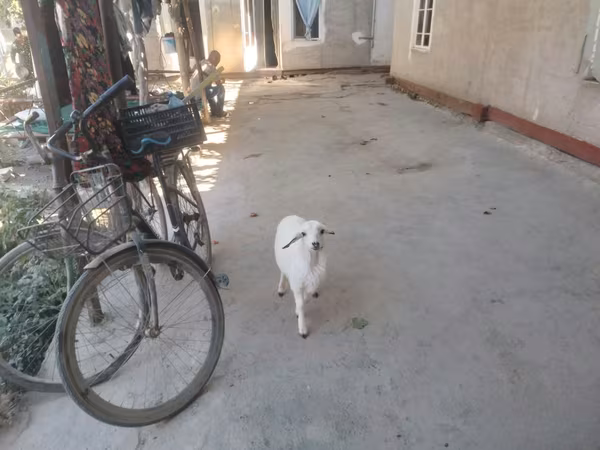 मेढ़ा, भेड़