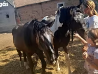 公马, Nonius horse — 照片 8