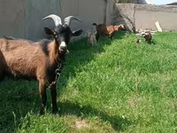 Koza, Czech Brown Shorthaired goats — foto 1