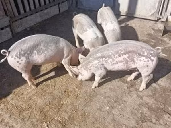 Sow, Pigs — Hungary