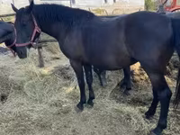 فرس, Hungarian horse breed — الصورة 2