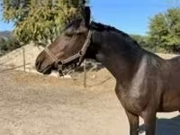 Caballo, Caballos — foto 4