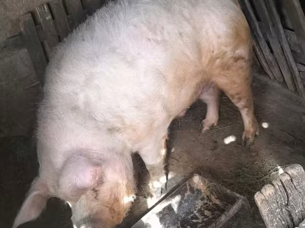 Boar, Pigs