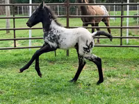 Бие, Appaloosa — 3-сурет