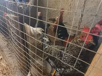 Chickens — zdjęcie 3