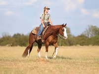 Cheval, Quarter Horse — photo 3