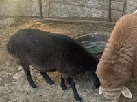 Beran, Arashan sheep — foto 8