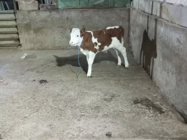 Toro, Simmental cattle