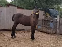حصان, Lipizzaner — الصورة 1