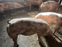 Disznók (tétel, nem megadva), Sertések — 3. fotó