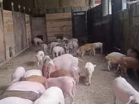 Boar, Pigs — photo 6