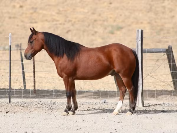 Hing, Quarter Horse
