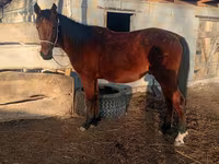 Caballo, Anglo-Arabian — foto 5