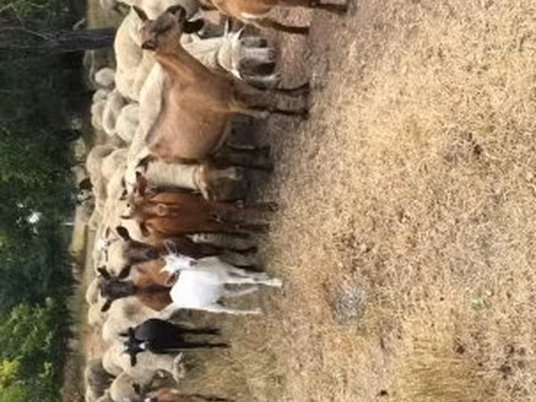 Cabras (lote, sexo no especificado), Cabras — Hungría