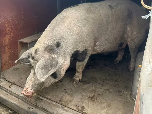 Boar, Pigs