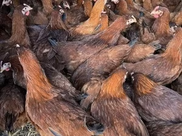 Chickens — Hungary