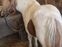 Mare, Horses — photo 2