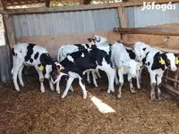 Bulle, Russian Black pied cattle — Foto 1