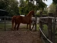Бие, Hungarian horse breed — 3-сурет