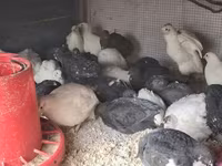 Quails — photo 2