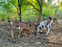 母山羊, Goats — 照片 2