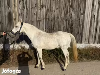 فرس, Shagya — الصورة 5