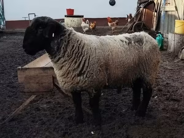 Brebis, White Suffolk sheep