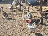 Ducks — 3. fotó