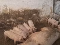 Sow, Pigs — photo 2