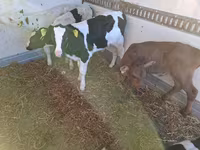 Bull, Russian Black pied cattle — photo 1