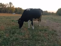 母牛, Holstein breed — 照片 5