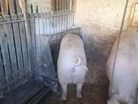 公猪, Pigs — 照片 3