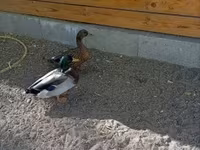 Ducks — photo 1