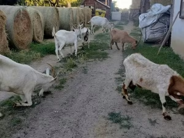 Koza, Kozy — Maďarsko
