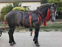 Koń, Konie — zdjęcie 5