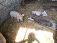 Pigs (batch, sex not specified), Дюрок — photo 4