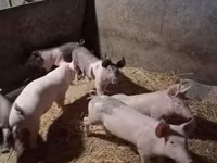 मादा सूअर, सूअर — फ़ोटो 3