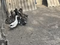 Ducks — 照片 4