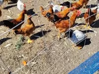 Chickens — फ़ोटो 2
