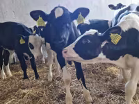 Býk, Russian Black pied cattle — foto 3