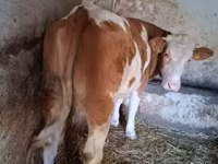 Kuh, Simmental cattle — Foto 2