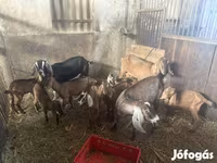 Cabras (lote, sexo no especificado), Cabras — foto 2