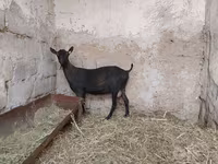 Goat, Murcia-Granada goats — photo 8