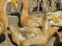 Ducks — foto 2