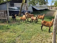 Widder, Cameroon sheep — Foto 7