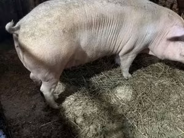 Sow, Крупная белая